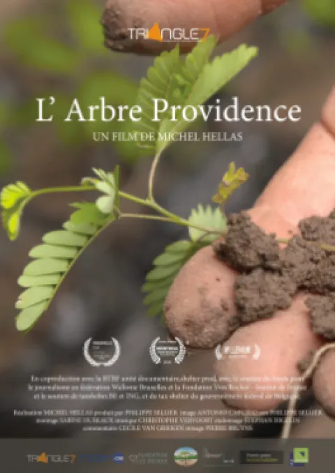 l'arbre_providence